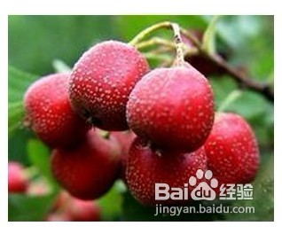 喝山楂茶的好处