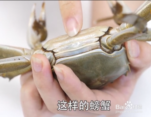 如何挑选大闸蟹才是最新鲜的？