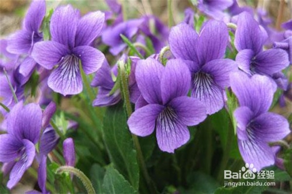 紫花地丁的养殖小贴士
