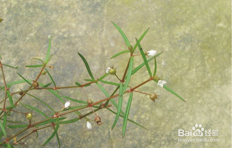 病毒性肝炎【华佗妙法】：[1]藿朴夏苓柴草汤