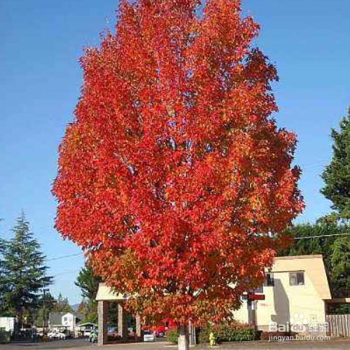 红枫树种子种植方法