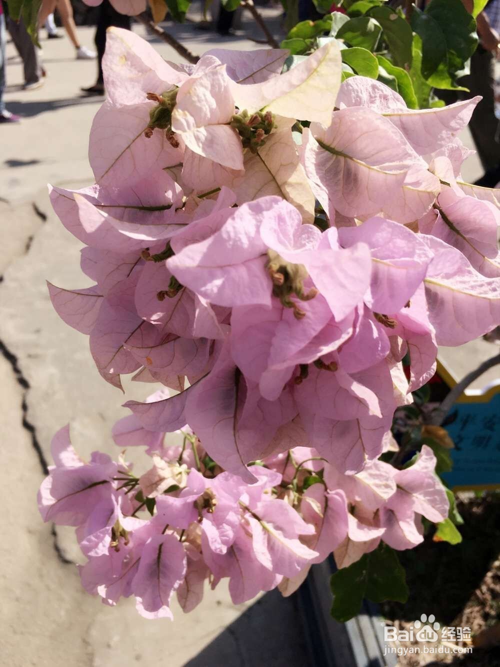 超推荐的厦门五日穷游攻略