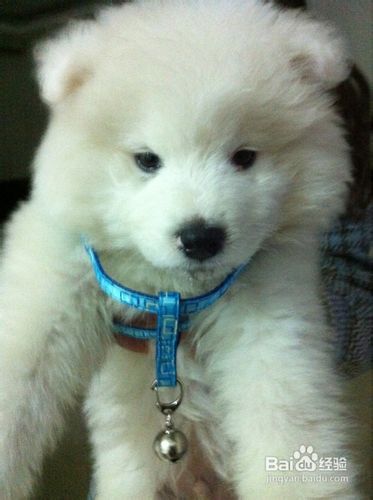 萨摩耶的衣服不能选化纤织物的衣服