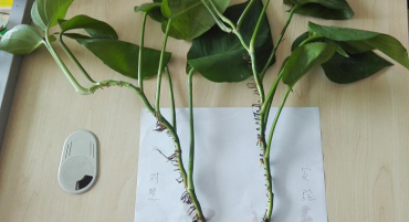 绿萝根烂了发黑怎么办