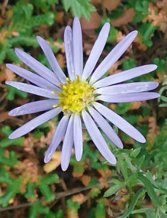 绣球花怎样养植