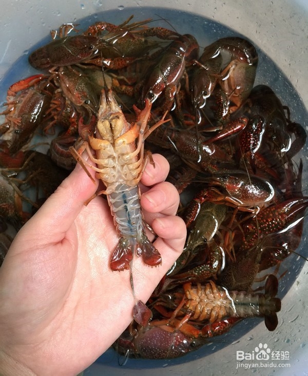麻辣小龙虾怎么做