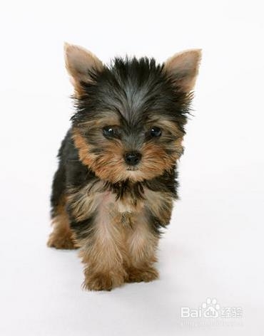 训练狗狗的基本方法准则