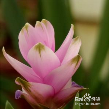 姜荷花冬天怎么办