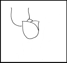 怎样画简笔画（花卉）：[1]郁金香