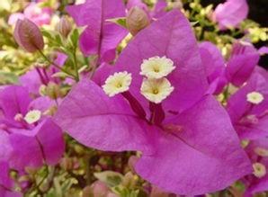 三角梅注意事项和养殖技巧都有什么?