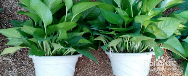 绿萝养殖需要注意什么事项?