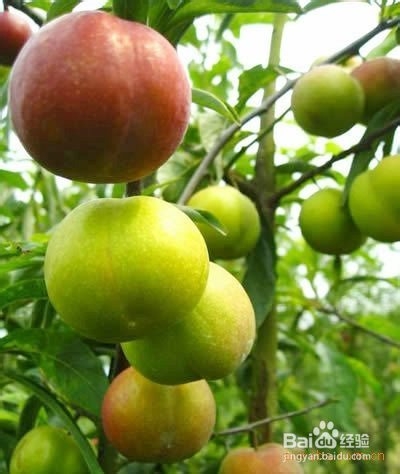 怎样制作李子干