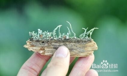 DIY迷你苔藓盆景 常绿小世界