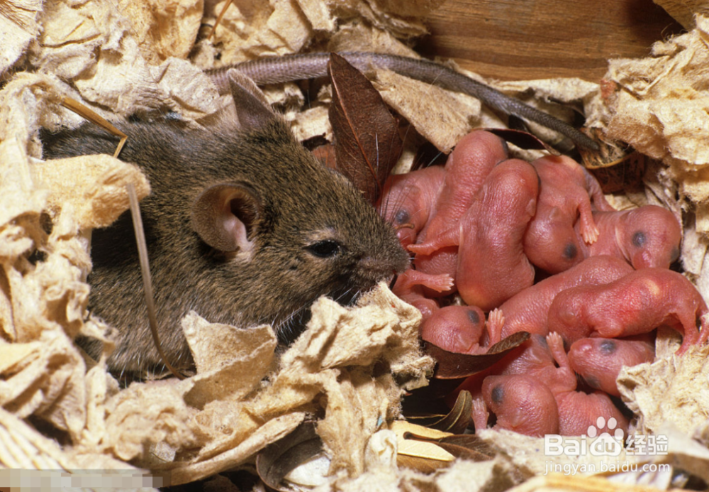 如何在家养只老鼠