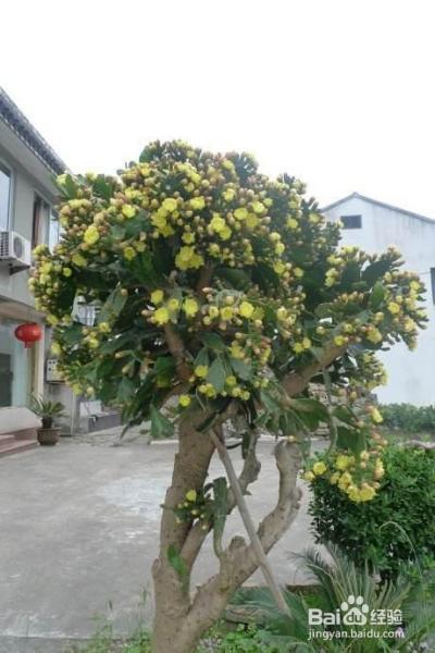一片巴掌大的叶子，蹭蹭长成大树，这些花友有点强！