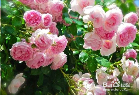 蓝妖：不可错过的经典灌木月季品种介绍