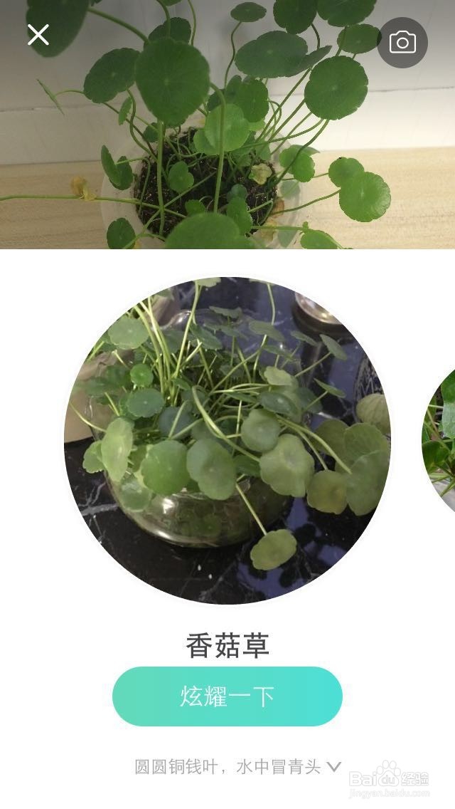 如何用手机鉴别查询植物的名称?