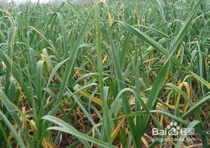 大蒜叶枯病怎么防治?