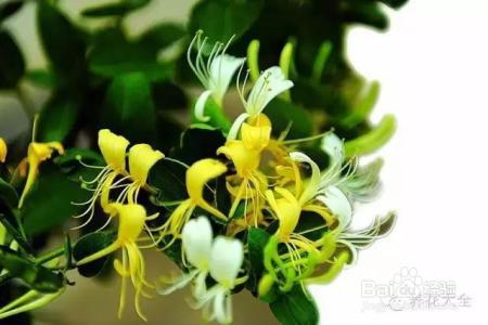 我们养的这些花农村到处都是