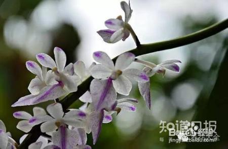 100种兰花品种图鉴，花开瞬间，艳冠群芳！