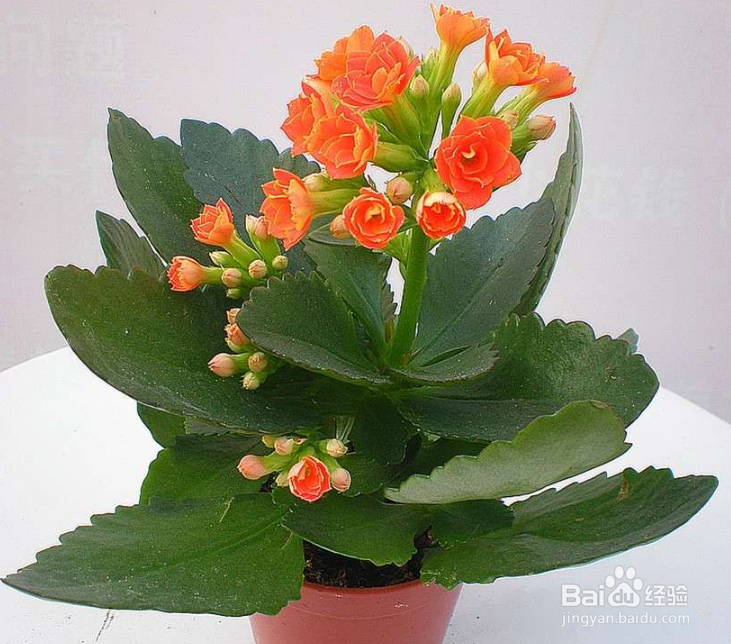 长寿花生虫怎么去除