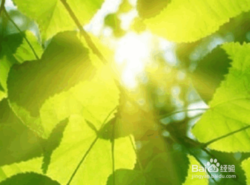 长寿花养殖方法之七大技巧分享