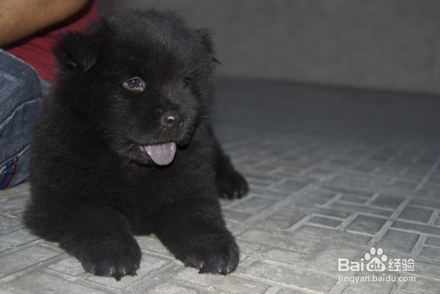 小狗胆小怎么办