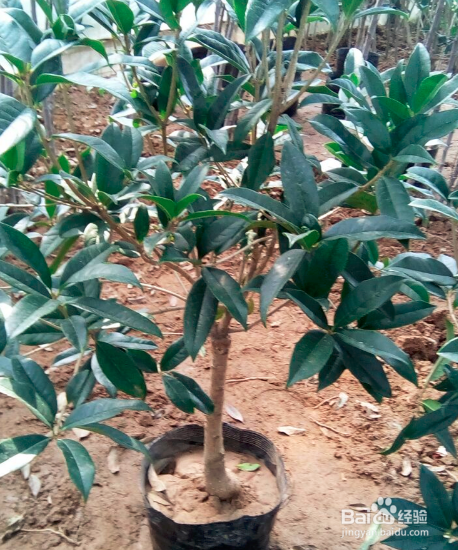 伏天如何养好盆栽嫁接的金桂花