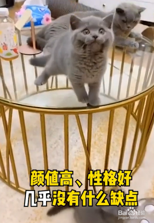 00后更适合养什么猫?