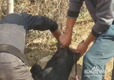 猪从猪圈里跑出该怎么办