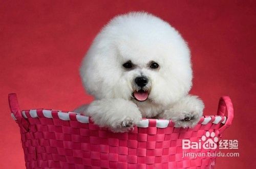 应该如何应对呢当爱犬比熊犬不吃饭的时候