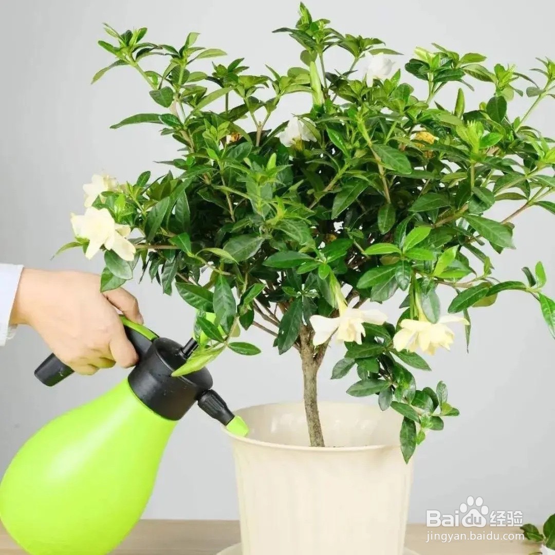 桅子花怎么养好