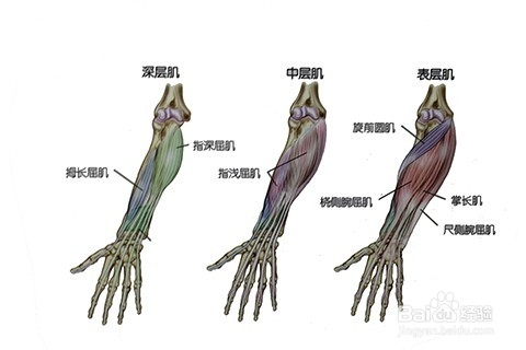 健身教练课程之臂部肌肉的练习方法第三节