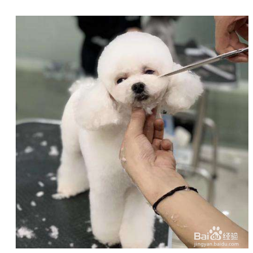 在给狗狗做美容的时候你应该注意哪些?