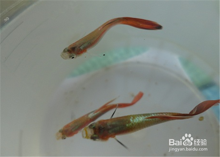 新买来的孔雀鱼怎么养