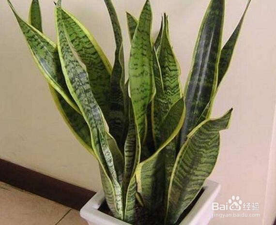 虎皮兰施什么肥好