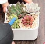 多肉如何种植-新手篇