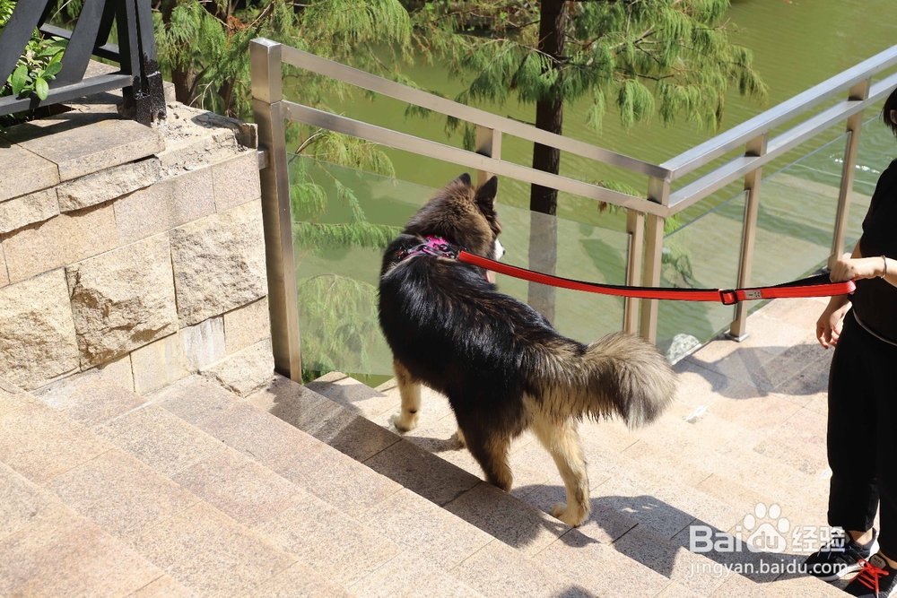 狗狗牵引绳的正确使用方法