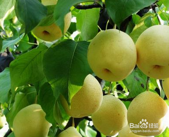 吃水果的注意事项（二）