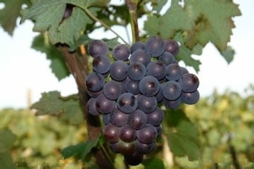 延缓衰老，“黑色食物”最养女