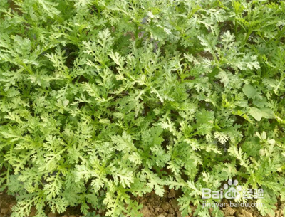茼蒿的种植方法和时间