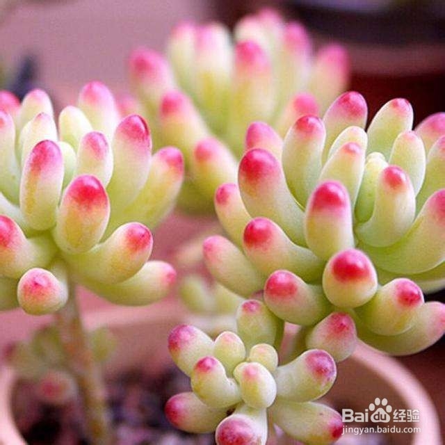 新手怎么养多肉植物？