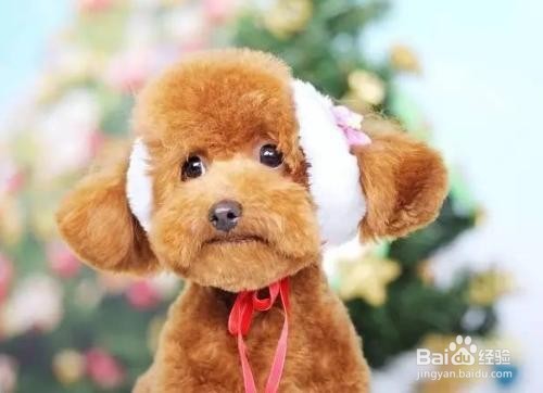 怎么给泰迪犬剪头发