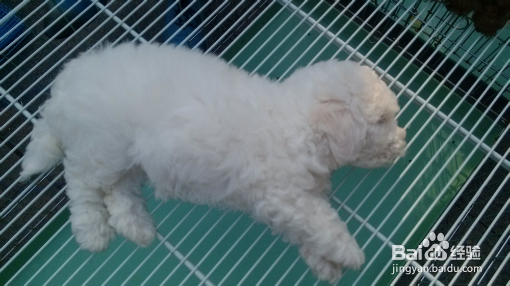 如何挑选泰迪幼犬