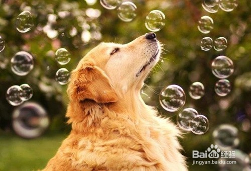 金毛犬和拉布拉多犬有什么区别？如何辨别它们？