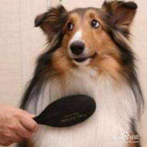 给狗狗洗澡,怎样才能洗的更干净?