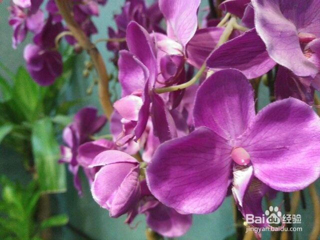 不只是续航好？飞利浦I999对比iPhone 6