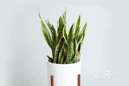 卫生间里养这几种植物，杀菌又祛异味