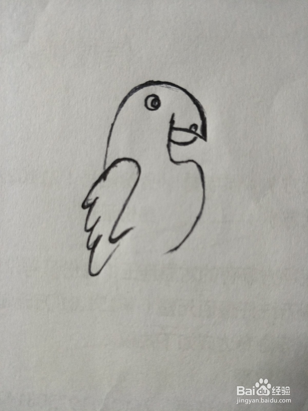 怎么画鹦鹉——卡通鹦鹉简笔画