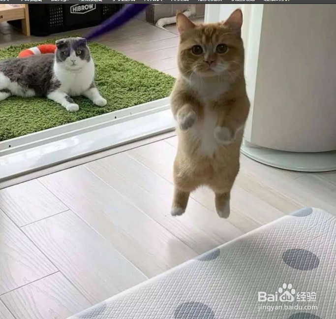 怎么杜绝猫在床上尿